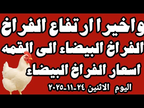 اسعار الفراخ البيضاء اليوم سعر الفراخ البيضاء اليوم الاثنين ٢٤ ١١ ٢٠٢٥ في المحلات في مصر