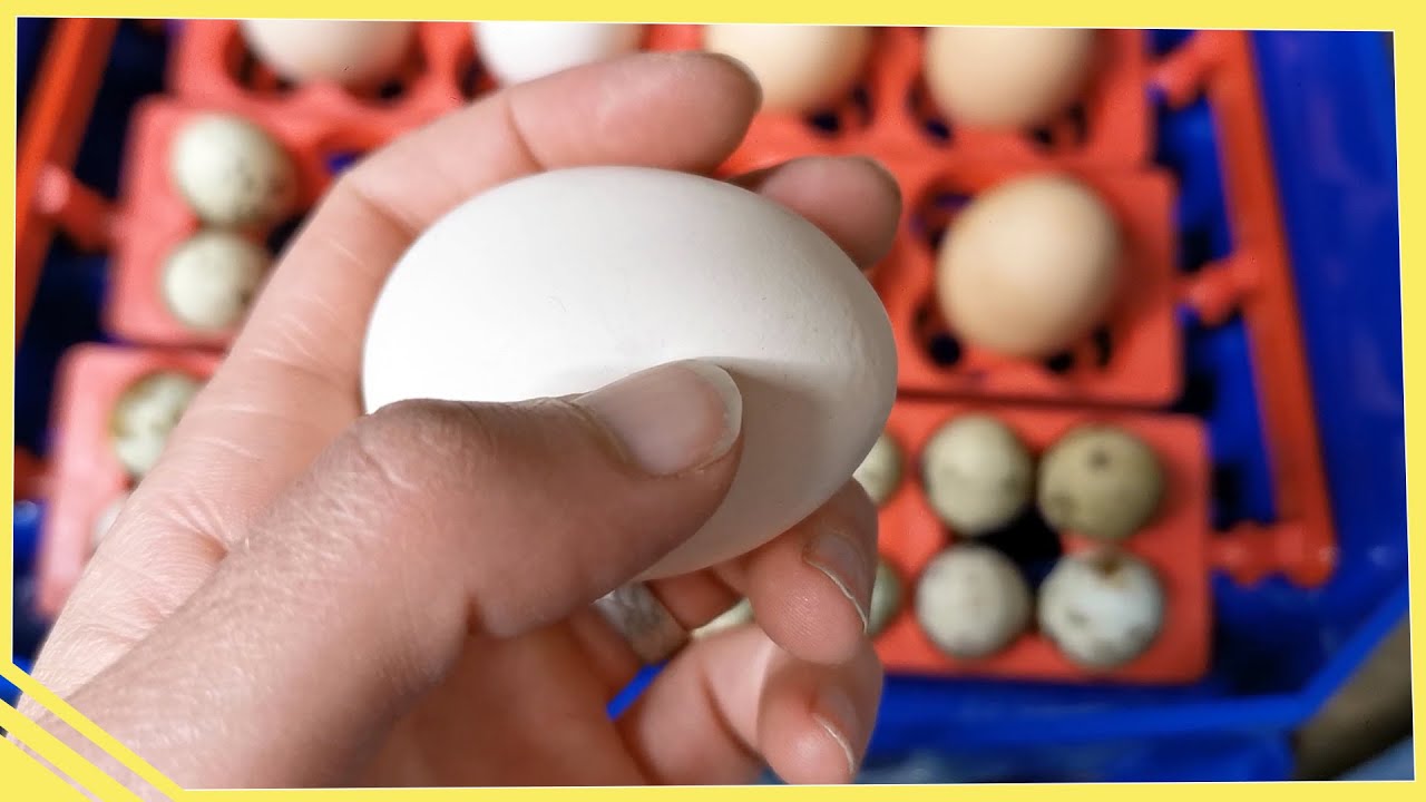 Je reçois plein d'œufs fécondés ! 😁