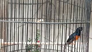 Update Semua Siswa Bmj Mastering 31 Januari 2026  