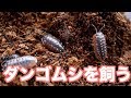 ダンゴムシ飼育#1【モンテネグロ、ゼブラダンゴムシ】