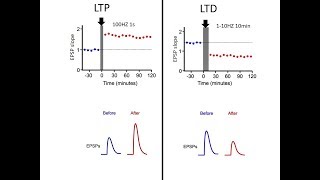 LTP vs LTD