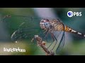 What makes dragonflies so extraordinary