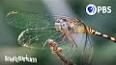 The Fascinating World of Entomological Mimicry ile ilgili video