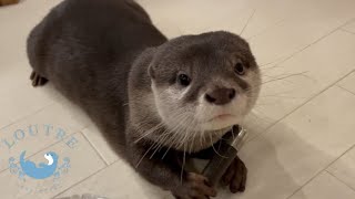 Telling the Otter Twins Apart!