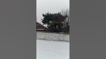 Tuyết rơi #snow #tuyet #christmas