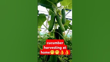 How To Grow Cucumbers From Seed To Harvest cucumber farming in december #farmlife #cucumber