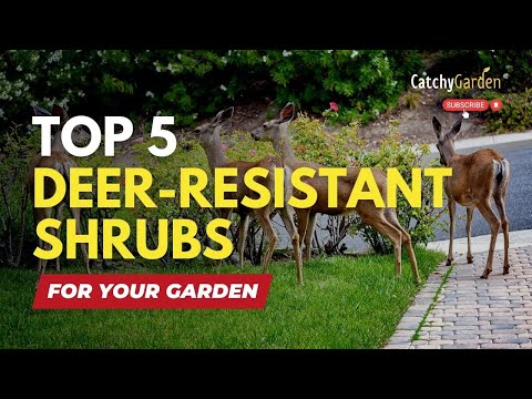 Video: Hjortebestandige busker for sone 7 - Velge busker som avskrekker hjort