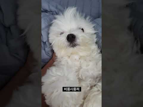 이상하게 자는 강아지 똑바로 눕혀놓기 <strong>Zzz</strong>..