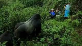 Close encounter with gorillas