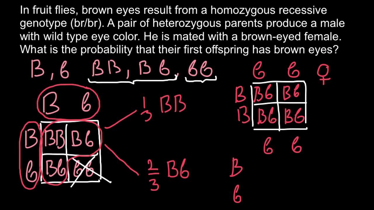 genetics and problem solving