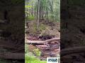 Favorite Wetland areas! #Shorts #Outdoors #Hiking #Woods #Nature