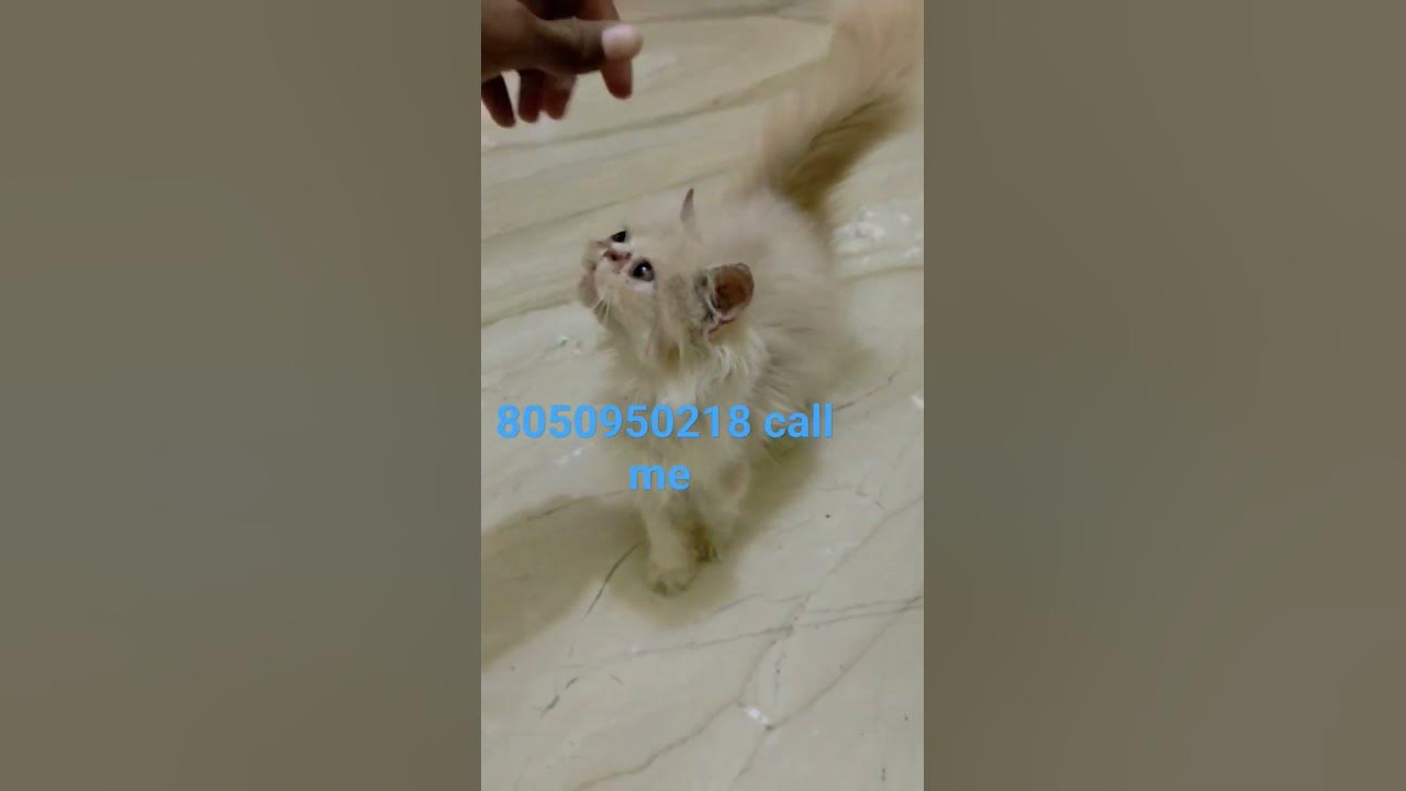 available for sale ️ 8050950218goa karnataka cat catlover 