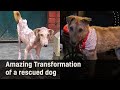 Humans Helping Animals: Rescue Stories (Ep. 02)