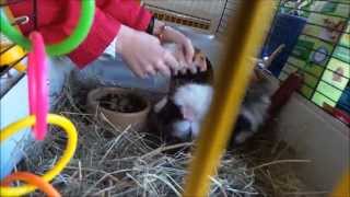 Hamster meets Guinea pig (MUST WATCH)