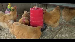 Buff Orpington