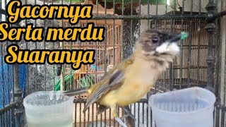 TEMBAKAN TELER BURUNG BIMOLI GACOR