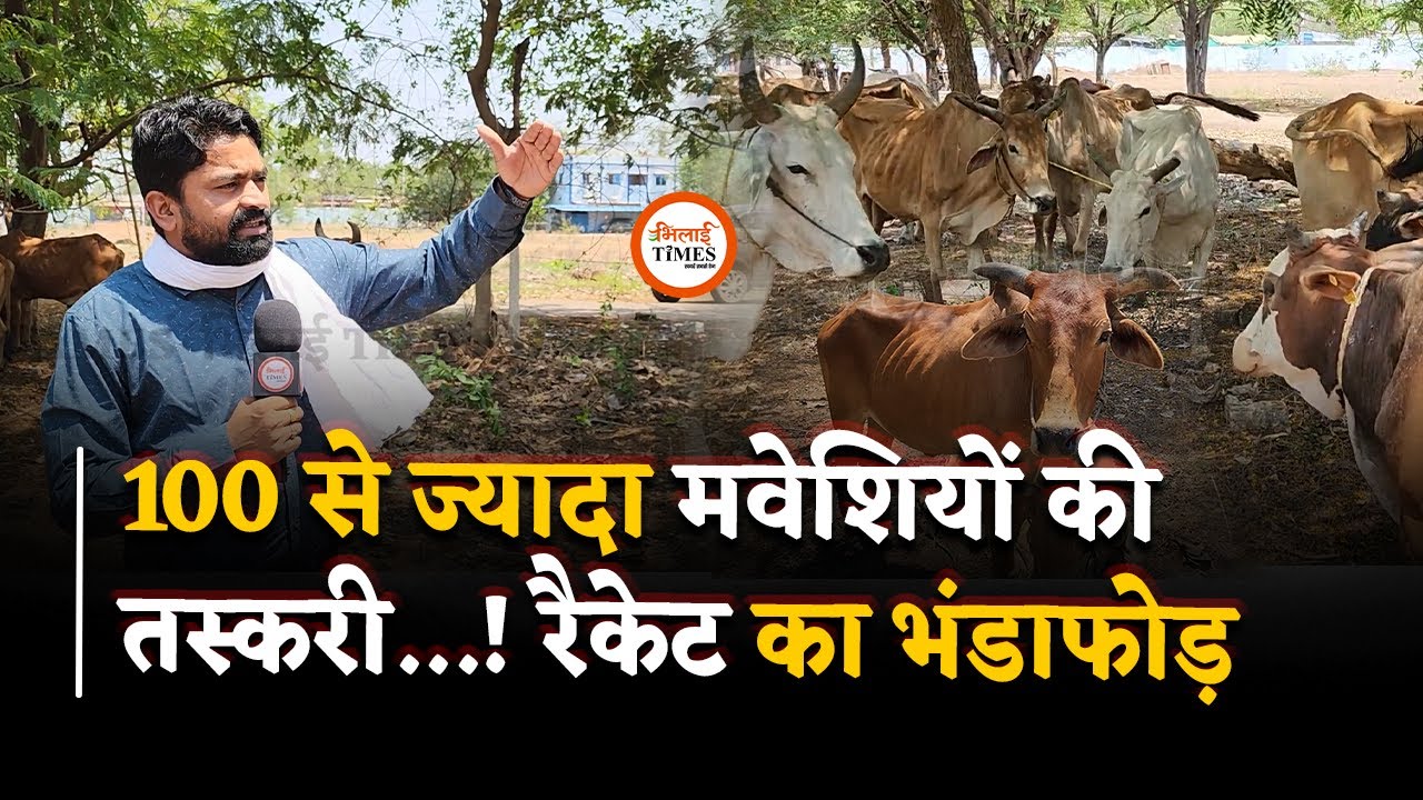 गौ-तस्करी रैकेट का खुलासा, मवेशियों के कानों में लगे हैं सरकारी टोकन | Bhilai Times |Yashwant Sahu|
