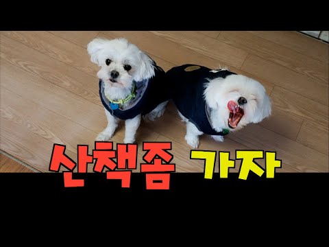 [말티즈] 543탄.단언컨대 강아지의  최고 행복은 산책이다