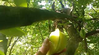 Hái dừa hái khế chua trong vườn mộc mạc hương vị quê nhà#haidua#quannuocmia
