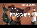 Le pinscher  race de chien