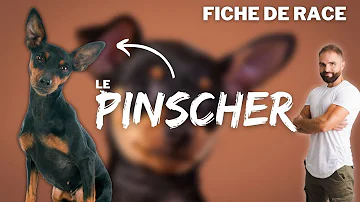 Comment a été créé le Pinscher nain ?