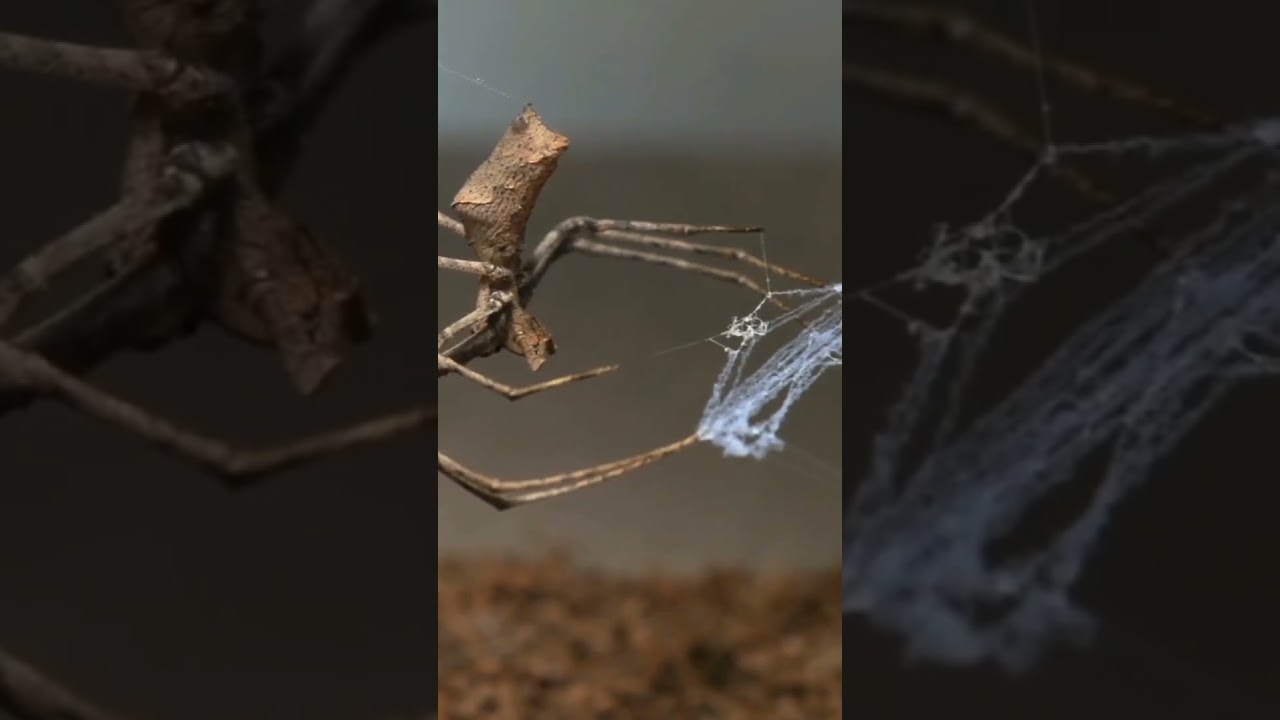 Polowanie Deinopis sp. Cameroon/Deinopis sp. Cameroon hunting