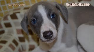 Conosciamo i Whippet - Amico cane