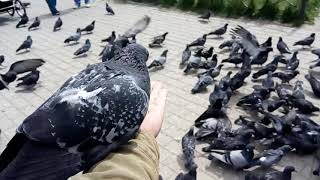 Кормление голубей