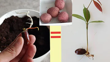 Comment faire pousser une graine de litchi ?