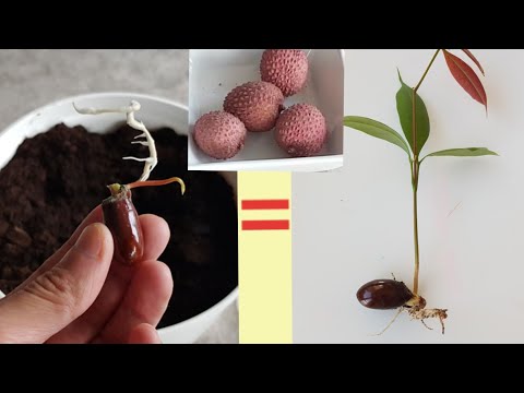 Vidéo: Les graines de litchi pousseront-elles ?