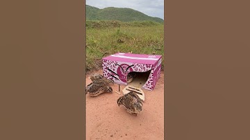 Amazing DIY Bird Trap Technique Quail Trap # creative bird trap #​shorts