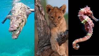 Diferencia entre Animales Vivíparos, Ovíparos y Ovovivíparos