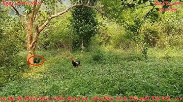 Hướng dẫn cắm giò gà rừng cực kỳ hiệu quả