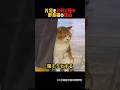 普通になりたい野良猫の結末