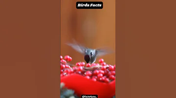 Amazing Facts About Humming Bird 🐦 || #factsshorts #facts