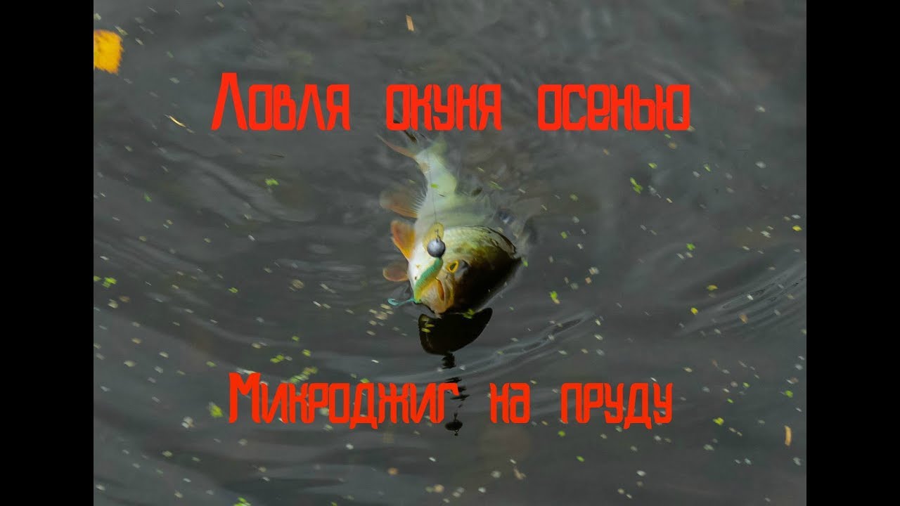 Микроджиг на оке