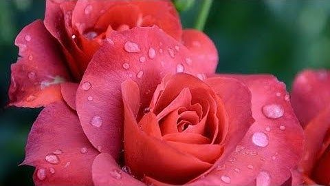 سورة غافر مكتوبة من (١ إلى ٧) بصوت أيمن السويد 🌼🍃🌼
