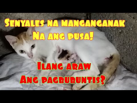 Video: Kumusta Ang Pagbubuntis Sa Isang Purebred Na Pusa?