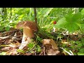 Сбор грибов в начале июля ! Белые грибы , подосиновики и лисички ! Грибы 2020 !
