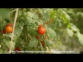 Cherry Tomato Farming in poly house with Hydroponic system  #short #short