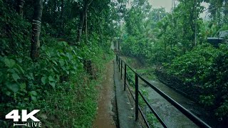 Find Peace: ASMR Relaxing Rain Walk Through a Beautiful Oasis | Relaxing Rain Sounds - No Ads