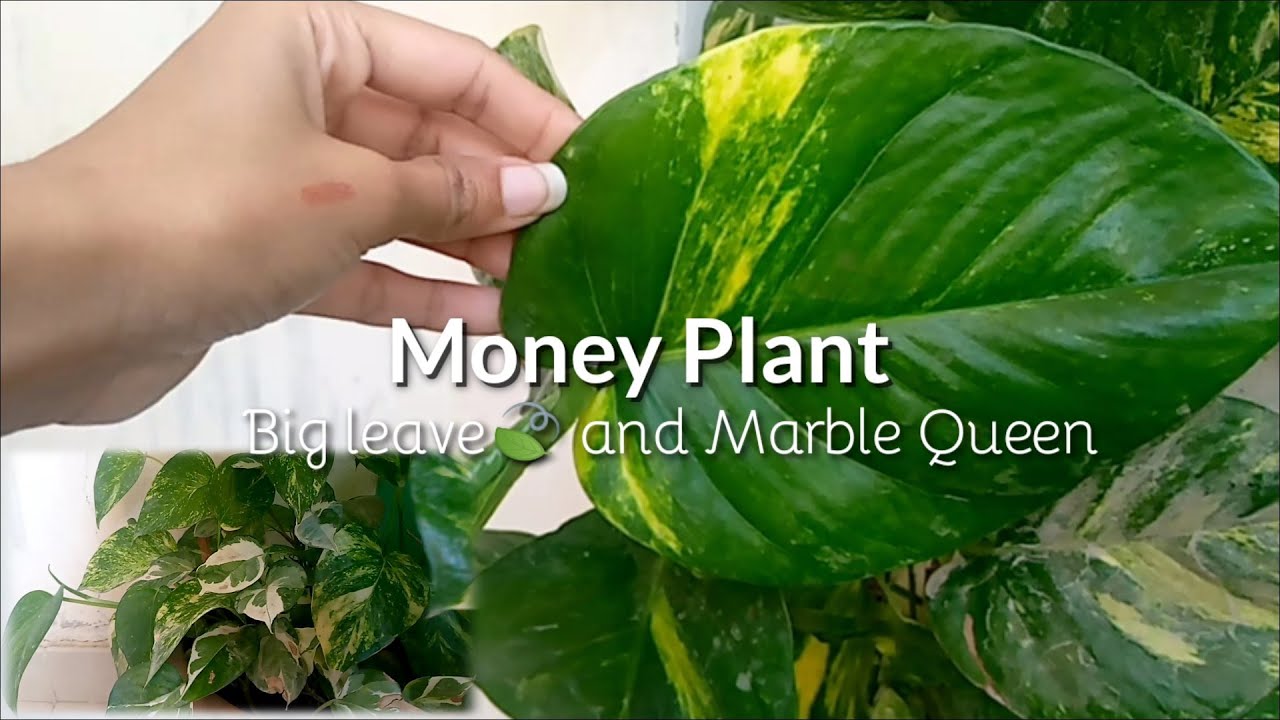 How to grow money plant and marble money plant.. indoor plant full