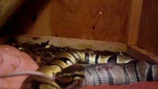 Ball python eating rat