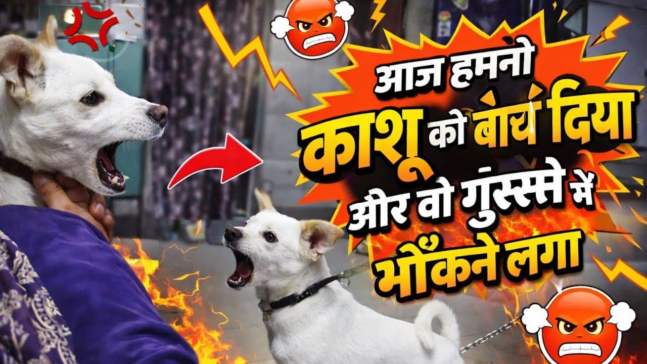 Aaj Kashu Nu Baandh Ditta 😡🐶 | Gusse Ch Bhonkda Reha! Funny Vlog 😂