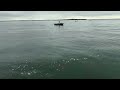 MDW 2025 Striped Bass Blowing Up all Around My Boat - Long Island Sound