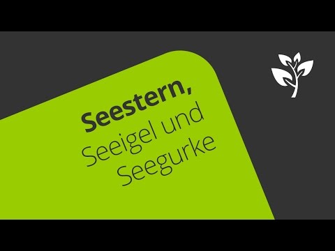 Video: Haben Seesterne gelebt?