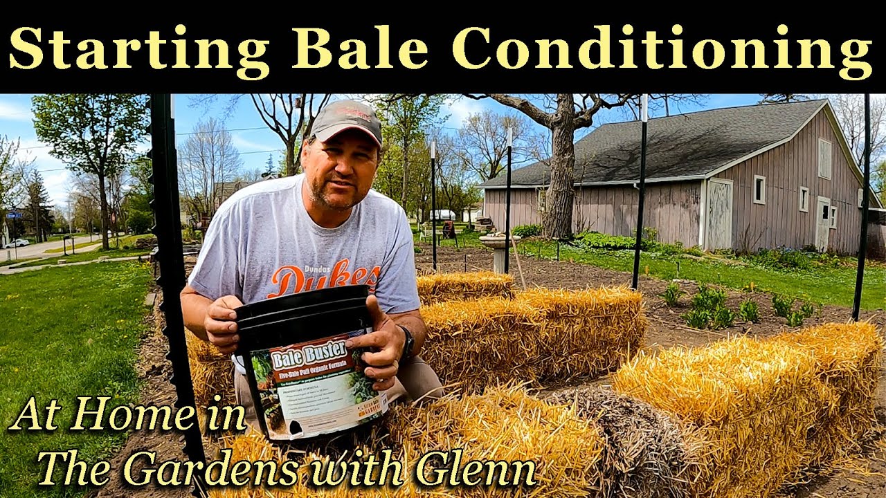 Starting Bale Conditioning Straw Bale Garden At Home in The Gardens