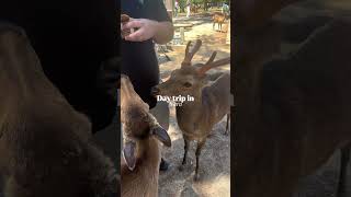 Day Trip In Nara Japan