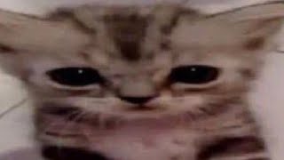 Vs. Crewmate Ost Fnf Mod - Double Kill