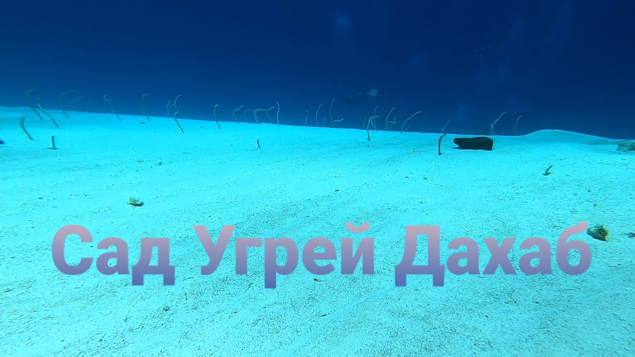 Ныряем в уникальном месте - Cад Угрей | Дахаб | Eel Garden | Dahab